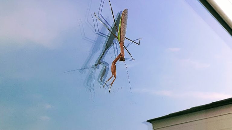 96985 904253f5bf7d 768x431